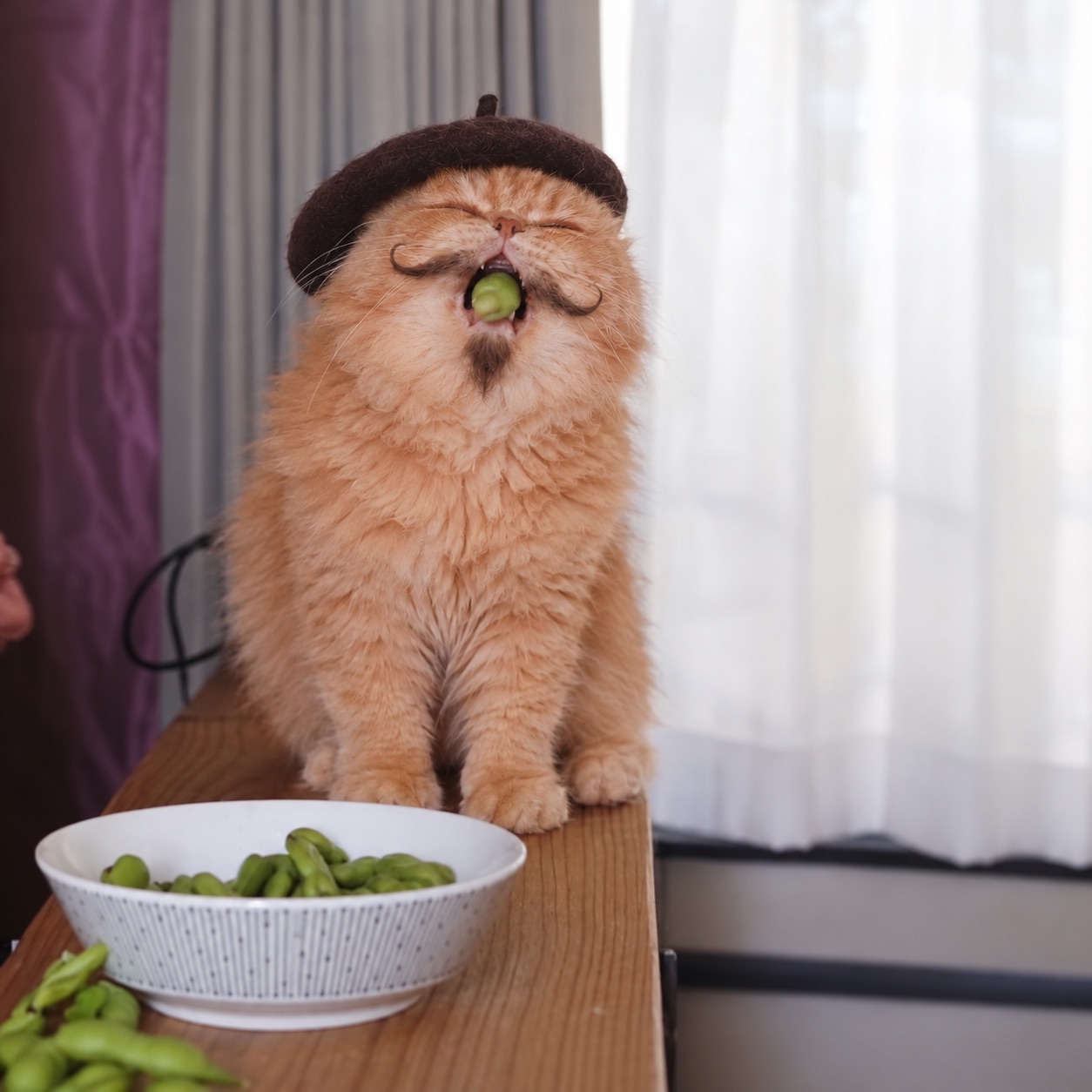 Mewsieur happily eating a snack from a bowl