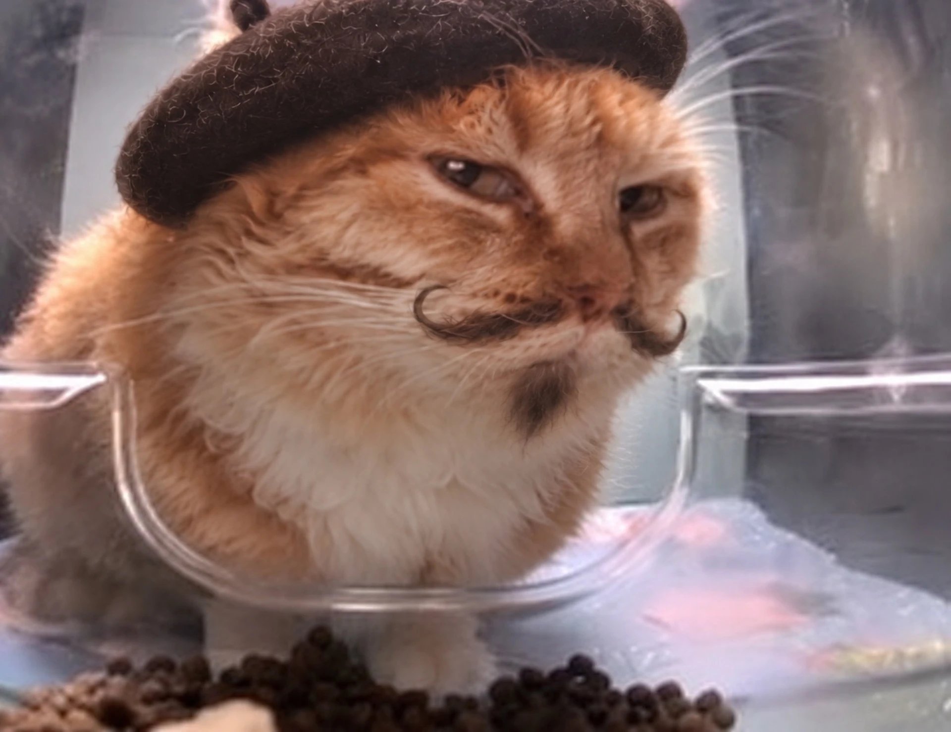 Mewsieur guarding his snacks
