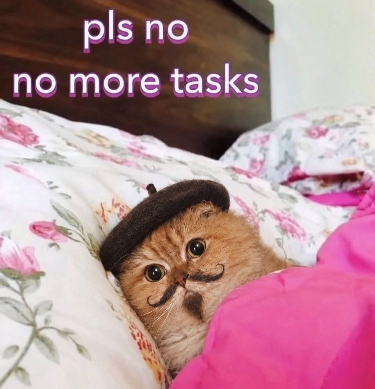 Mewsieur in bed: pls no, no more tasks