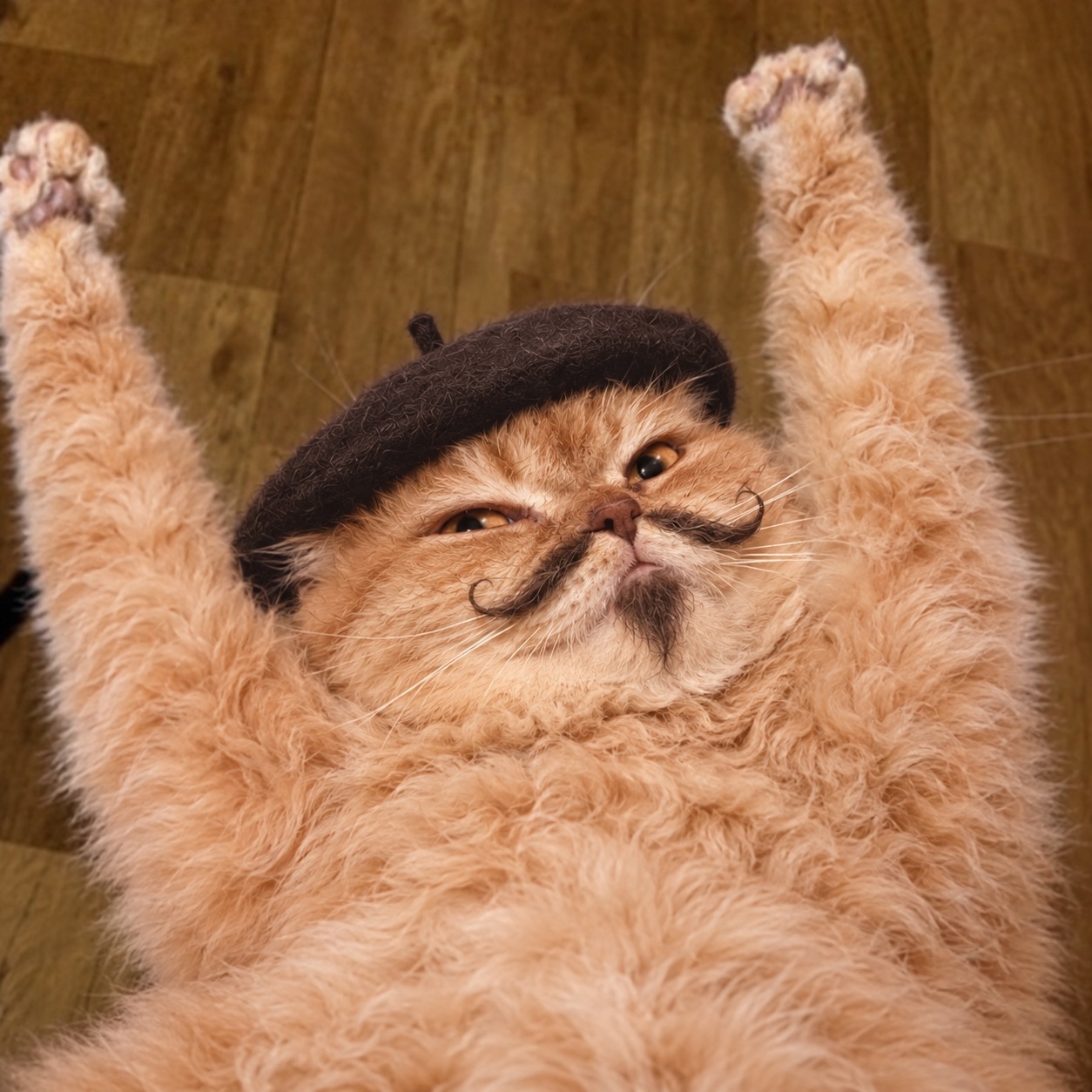 Mewsieur stretched out on his back