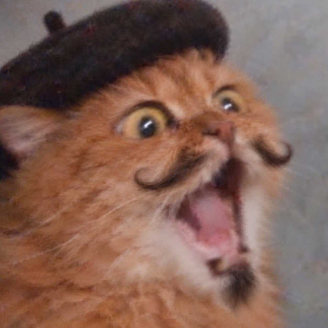 Mewsieur, utterly scandalised
