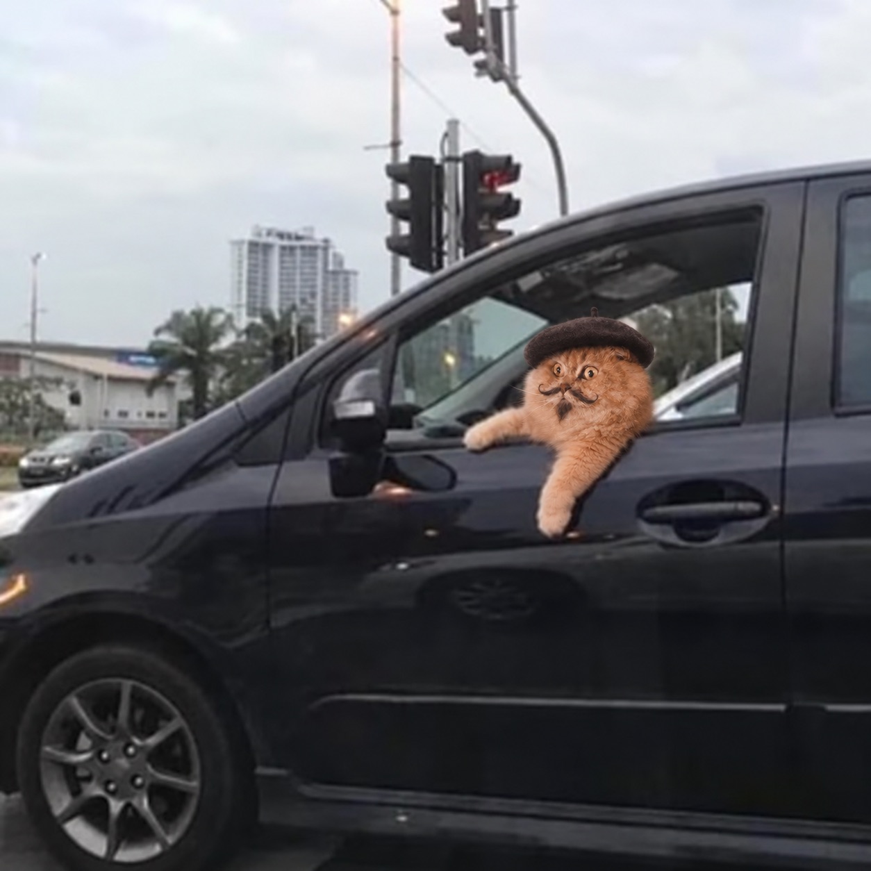 Mewsieur leaning out of a car window