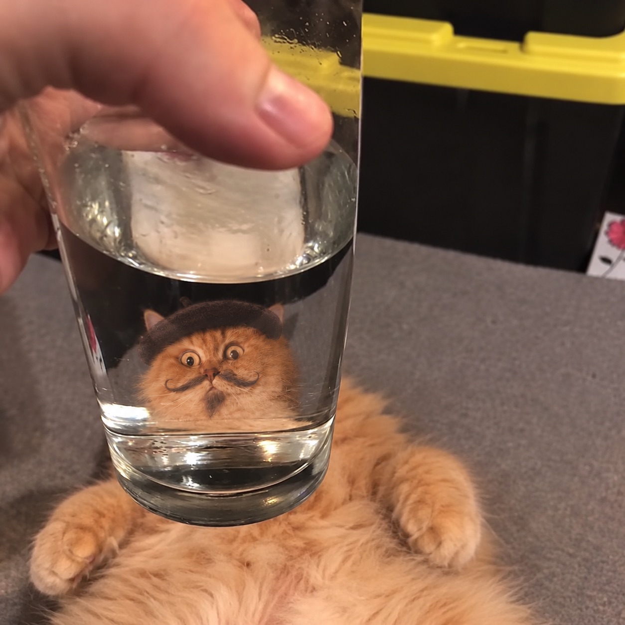 Mewsieur's face refracted through a glass of water