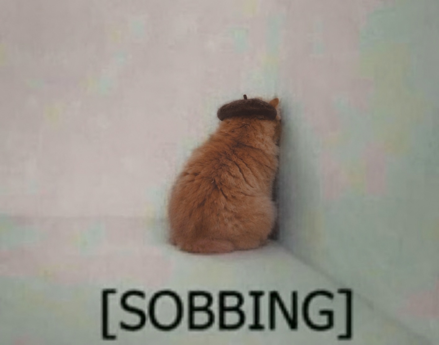 Mewsieur sitting in the corner, sobbing